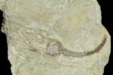 Fossil Crinoid (Cyathocrinites) - Crawfordsville, Indiana #155930-1